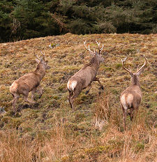 Three Red Deer Stags