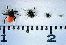 Ticks at Different Stages