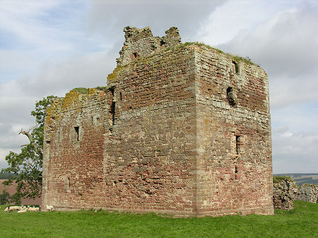 Cessford Castle from the South: The Sheep Give an Idea of the Scale